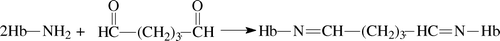 Scheme 1.  The reaction between GDA and hemoglobin.