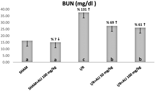 Figure 4. Effect of aliskiren treatment on serum BUN levels in rats. Notes: ALI: aliskiren, I/R: ischemia/reperfusion. Means in the same column by the same letter are not significantly different to the test of Duncan (p = 0.05). Results are means ± SD.