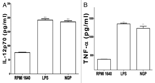 Figure 10. The BMDCs matured in the presence of LPS or NGP produce more IL-12p70 and TNF-α. Cytokines IL-12p70 and TNF-α secretion were tested by ELISA from cultured supernatants of 5 × 104 cells/well of immature and mature BMDC. Results were expressed as the mean ± SEM of triplicate samples. NGP led to an approximate twice of production in IL-12p70 with *p < 0.05 vs. these in RPMI 1640 and TNF-α with **p < 0.01 vs.those in RPMI 1640.