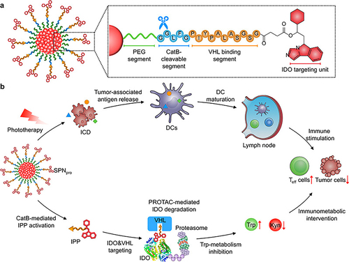 Figure 4 The antitumor mechanism of the semiconducting polymer nano-PROTAC (SPNpro).