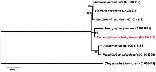 Figure 1. Phylogenetic tree of Alcyoniidae based on the concatenated nucleotides of nine protein coding genes and two rRNA genes using maximum-likelihood (ML). Numbers behind each node denote the bootstrap support values.