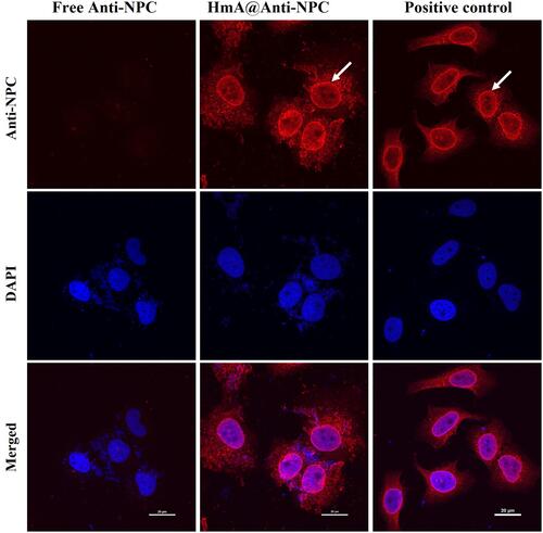Figure 7 LSCM images of anti-NPC immunostained DCs after treatment with the same concentration of HmA@ Anti-NPC and Free Anti-NPC for 6 h; positive control: the anti-NPC immunostained untreated DCs; anti-NPC antibodies (red), the white arrows indicate the nuclear membrane, and the scale bars were 20 μm.