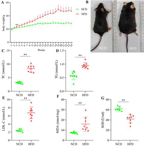 Figure 1 Effects of a high-fat diet on body weight and serological markers in mice. (A) Changes in mouse body weight over time. (B) Comparison of body shape of mice in the NCD and HFD groups. (C) TC. (D) TG. (E) LDL-C. (F) MDA. (G) SOD. N=8/group. **Means P < 0.01. Values are mean±SD.