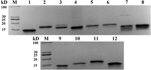 Figure 3. Purification and SDS-PAGE analysis of 12 Nbs expressed in E. coli.Note: 12 Nbs were expressed in E. coli BL21 (DE3) and purified via Ni2+–NTA resin chromatography column and characterized by SDS-PAGE. The molecular weight of Nb is around 15 kD.