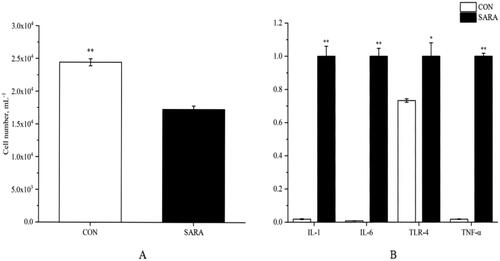 Figure 2. Effects of SARA and pH on cell viability and inflammatory gene expression in rumen epithelial cells. Data were expressed as mean ± SEM (n = 3). Note: (A) Effects of LPS and pH in viability of rumen epithelial cells. CON, DMEM/F12 medium cultured for 3 h; LPS, DMEM/F12 supplemented with 10 μg/mL LPS and adjusted pH to 5.6 cultured for 3 h. (B) Effect of LPS and pH in inflammatory genes expression of rumen epithelium cells. Significant differences are denoted by *(p < 0.05), and extremely significant differences are indicated by **(p < 0.01).