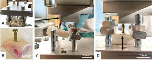 Figure 2. Screw pull-out test. A: Sample drilling with a 3D-printed guide. The asterisk shows the tested bone sample. B: Image of a 3.5 mm cortical screw inserted in the sample. C: Installation. The arrow shows the head of the screw sliding into the dedicated clamp. D: During the test, the bone is fixed by nuts. The arrow shows the rupture of the bone.