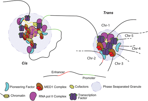 Figure 3. cis and trans chromatin interactions in condensates: Condensates can harbor chromatin from cis or trans regions. Cis regions are from same stretch of chromatin with multiple regulatory elements placed at short distances like multiple enhancers in a super enhancer with different TF binding sites or clustered enhancers with same TF binding sites. The trans regions are the regulatory elements from longdistances on same chromosome or from different chromosomes. Whether chromatin proximity defines the specificity of these condensates or the act of phase separation brings these regulatory elements in 30 proximity remains unknown. Further, one or multiple genes may be involved in each condensate, allowing the co-regulation of these genes.