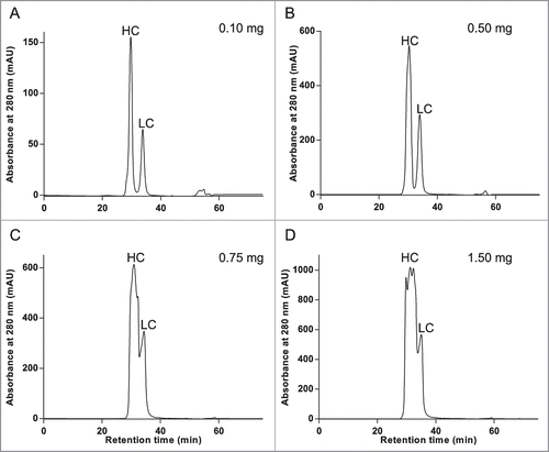 Figure 4. Chromatographic separation of reduced and denatured heavy and light chains in sufficient amounts for icIEF is possible with RD-SEC. Increasing amounts, from 0.1 milligrams to 1.5 milligrams, of reduced and denatured mAb-2 was separated under previously optimized conditions (8 M urea, 1 mM TCEP, and 35 mM sodium citrate, pH 6.0; 0.425 mL/min flow rate).