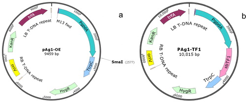 Figure 1. Construction of the binary vectors pAg1-OE (a) and pAg1-TF1 (b).Note: The plasmids were constructed for the ATMT of Shiraia bambusicola with the SbTF1 gene placed under the strong promoter PgpdA from Aspergillus nidulans and the terminator TtrpC.