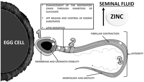 Figure 2. The actions of zinc regarding functional and structural improvements of the spermatozoa (Adapted from Hidiroglou and Knipfel [Citation11]. Zinc acts on the head (1), midpiece (2) and tail (3) of the spermatozoa. In the head, zinc supports the stability of the membrane and chromatin, acting on the nucleus. In the midpiece, zinc supports the mitochondrial energy processes, enhancing substrates by increasing both ATP and lipid oxidation. Mediated by actions both in the midpiece and tail, zinc further supports fibrillar contraction, enhancing sperm motility. Furthermore, zinc is also essential for sperm morphology and integrity. Increasing zinc in the seminal fluid may further improve the functionality of the spermatozoa to interact with the Egg Cell. ATP: Adenosine triphosphate.