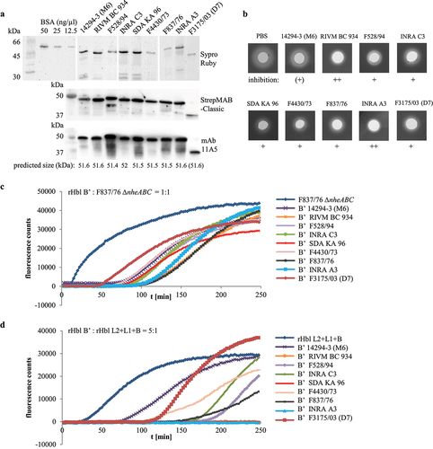 Figure 12. Properties of rHbl proteins from nine B. cereus strains. (a). Purified rHbl B’ proteins on SDS PAGE detected by Sypro Ruby, strep-tag specific StrepMAB-Classic and Hbl B/B’- specific mAb 11A5. (b). Inhibition of hemolytic activity by the rHbl B’ proteins. Ten µl of rHbl B’ were filled into the stamp holes on sheep blood agar plates and incubated for 1 h at 32°C before further 10 µl of a mixture of rHbl L2, L1 and B were applied. Plates were photographed after 24 h. Concentration of each recombinant protein: 1.5 pmol/µl. (c). Results of propidium iodide influx tests. Supernatant of strain F837/76 ∆nheABC was pre-mixed with rHbl B’ in an 1:1 volume ratio and subsequently applied to Vero cells in 1:40 dilution. (d). Results of propidium iodide influx tests. The rHbl components B, L1 and L2 were pre-mixed with rHbl B’ in a 1:5 ratio and subsequently applied to Vero cells in 1:40 dilution. Concentration of each recombinant protein: 1.5 pmol/µl.