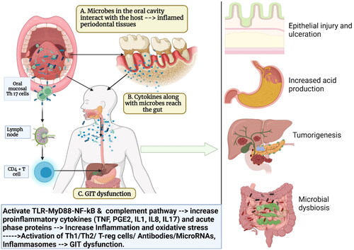 Figure 1. Schematic representation explaining the link between periodontal disease, oral bacteria, and gastrointestinal (GIT) dysfunction: (A) the oral cavity is a reservoir of millions of microbes that form a biofilm on the hard (teeth and restorations) and soft tissues (gums, tongues, palate, etc). The interaction of the microbes to the periodontal tissues initiates an inflammatory response that locally leads to periodontal inflammation; (B) the onset of periodontal inflammation (gingivitis and periodontitis) is marked by a massive release of proinflammatory mediators such as IL1, IL8, IL17, and TNF along with activation of various signaling pathways and host receptors such as toll-like receptors (TLRs), the complement system, nuclear factor kappa beta (NF-Kb); (C) these proinflammatory mediators enter the systemic circulation via blood vessels or via the saliva and reach the liver where they trigger the acute phase response and the release of acute phase proteins like C-reactive proteins (CRP). This increases the systemic inflammatory burden and oxidative stress. (D) The increased inflammatory burden in turn affects various parts of the gut and leads to GIT dysfunction (Created in Biorender).
