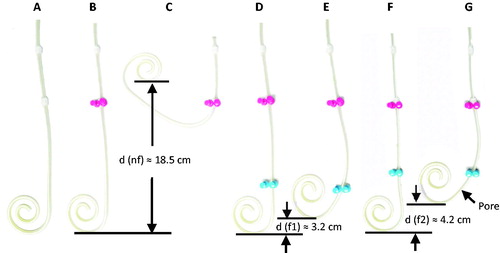 Figure 4. Simulation the maximal catheter displacement distance and the fixation site on a flat surface.