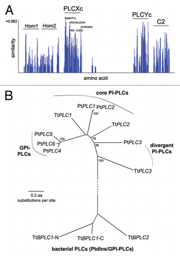Figure 1 Ciliate PI-PLC genes. (A) Similarity graph of the consensus obtained after multiple sequence alignment of full length TtPLC1–3 and PtPLC1–6. Regions of significant similarity correspond primarily to PLCXc, PLCYc and C2 domains. Key features in the PLCXc domain are indicated as well (see Sup. Fig. 2C in ref. Citation4 for a detailed description). The gap between PLCXc and PLCYc domains is due to the large TtPLC3/PRIP X–Y linker. Hom 1 (homology 1) region corresponds to the predicted PH domain of TtPLC3/PRIP (reviewed in ref. Citation4). Interestingly, the respective region in PtPLC2 (31–136 aa) is retrieved as a putative PH domain in SMART database and blastp searches against all Tetrahymena and Paramecium genes using this PtPLC2 region recovers PtPLC1 (e-value = e−57), TtPLC1–2 (e-value= e−6 − e−9) and TtPLC3/PRIP (e-value = e−3) as the best scoring hits. The Hom 2 (homology 2) region roughly corresponds to the predicted EF hand motifs in TtPLC1–3 and PtPLC1–2 (reviewed in ref. Citation4 and Citation6, respectively). (B) The indicated evolutionary relationships were inferred from alignments of the PLCXc domain using the Neighbor-Joining method while the evolutionary distances were computed using the Poisson correction method (MEGA 4.0 software, as in ref. Citation4). PtPLC1 and 2 and PtPLC4 and 6 are pairs of paralogous genes from the last whole genome duplication in P. tetraurelia (reviewed in ref. Citation6), while TtPLC3/PRIP is the most divergent ciliate PLC. Tetrahymena BPLC1 and BPLC2 PLCXc domains were positioned as an outgroup to the rest PLCs. Bootstrap values from 1,000 replicates (higher than 75%) are indicated near corresponding branches. Gene locus tags for ciliate PLCs are: TtPLC1, TTHERM_00486470; TtPLC2, TTHERM_00238850; TtPLC3/PRIP, TTHERM_00085110; PtPLC1, (PLC3 in ref. Citation6), GSPATT00031253001; PtPLC2 (PLC5 in ref. Citation6), GSPATT00029973001; PtPLC3 (PLC1 in ref. Citation6), GSPATT00008002001; PtPLC4, GSPATT00031342001; PtPLC5 (PLC2 in ref. Citation6) GSPATT00034681001; PtPLC6, GSPATT00030070001; TtBPLC1, TTHERM_00426140; TtBPLC2, TTHERM_00348190.
