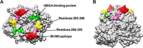 Figure 6. The M1/M3 epitope is surface exposed. (A and B) Model of the GII.17 P domain dimer (PDB: 5F4O) showing the M1/M3 epitope. (A) Top view. (B) Side view. The M1/M3 epitope (residues 293, 294, 295, 296, and 299) is shown in red and the other residues within 286–300 are shown in pink. The HBGA binding pocket is shown in green, and the previously proposed blockade epitope (residues 393–396) is shown in yellow.