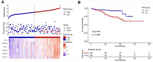 Figure 6 Validation of the prognostic value of the liquid–liquid phase separation-related gene-based risk index using an external data set. (A) Patients with HCC were divided into high- and low-risk groups, whose risk score, survival and gene expression were compared. (B) The overall survival rate was higher among low-risk patients than among high-risk patients.