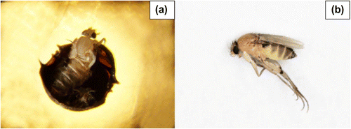 Figure 3. Adult of Megaselia scalaris emerging from the puparium (a) and flying outward (b).