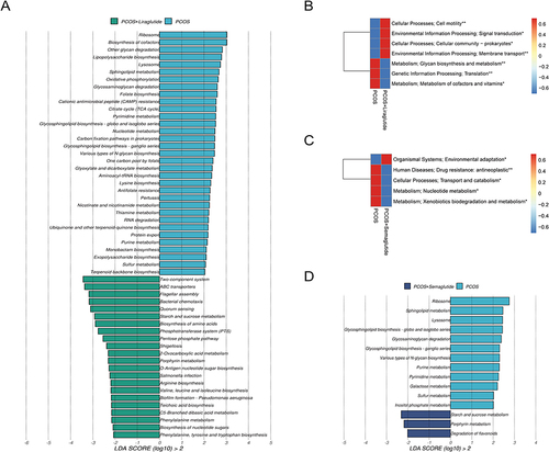 Figure 5 Effects of liraglutide and semaglutide on the disrupted microbial gene functions annotated on KEGG in DHEA-induced PCOS model mice. (A)LDA scores for microbial gene functions at the pathway level in the PCOS group and the PCOS+Liraglutide group. Positive and negative LDA scores indicate the dominant KEGG pathways in the PCOS group and the PCOS+Liraglutide group, respectively. Only the gene function having a LDA score > 2 is shown. (B) The average abundance of KEGG modules was differently enriched in the PCOS group and the PCOS+Liraglutide group according to level 2. (C) The average abundance of KEGG modules was differently enriched in the PCOS group and the PCOS+Semaglutide group based on level 2. (D) LDA scores for KEGG pathways in the PCOS group and the PCOS+Semaglutide group. *P <0.05, and **P < 0.01.