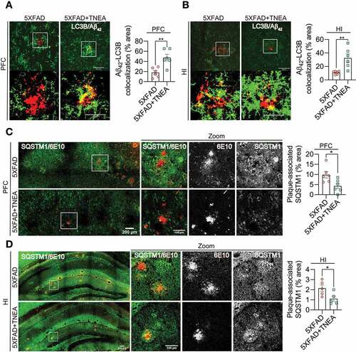 Figure 8. TNEA treatment restored the defective recognition and degradation of autophagy substrates in 5XFAD mice brains. (A, B) Representative fluorescent images of LC3B (green) and Aβ42 (red) in prefrontal cortex (PFC) (A) and hippocampal (HI) CA1 (B) of mice from 5XFAD and 5XFAD+TNEA groups. Original magnification: 60×, scale bar: 50 μm. Corresponding zoom-in images (scale bar: 25 μm) were processed using ImageJ to demonstrate the colocalization. The area of LC3B and Aβ42 colocalization was quantified as mean ± SEM (male, n = 6) and analyzed by unpaired t test. **p < 0 .01 vs. 5XFAD group. (C, D) Representative fluorescence images of SQSTM1 (green) and APP/Aβ (6E10, red) in PFC (C) and CA1 (D) of mice from 5XFAD and 5XFAD+TNEA groups. Original magnification: 20×, scale bar: 200 μm. Corresponding zoom-in images (scale bar: 100 μm) were processed using ImageJ to demonstrate the colocalization. The area of plaque-associated SQSTM1 was quantified as mean ± SEM (male, n = 5 to 6) and analyzed by unpaired t test. *p < 0 .05 vs. 5XFAD group