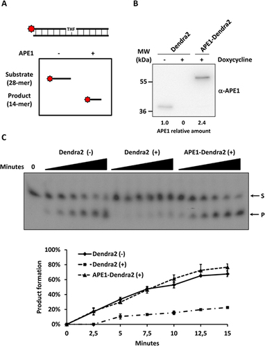 Figure 2. Dendra2-APE1 fusion protein maintains its endonuclease activity on abasic DNA.(A) Schematic representation of the enzymatic assay established to measure APE1 endonuclease activity on dsDNA. (B) Western blotting analysis of 5 µg of nuclear cell extracts from Dendra2 and APE1-Dendra2 clones treated (+) or not (-) with doxycycline for 10 days. Relative amounts of APE1 protein are reported at the bottom. (C) APE1 endonuclease activity on abasic dsDNA is rescued by the expression of the APE1-Dendra2 ectopic recombinant protein. The conversion of the radiolabeled THF-containing oligonucleotide substrate (S) to the shorter incised product (P) was evaluated on a denaturing 20% (wt/vol) polyacrylamide gel. A representative image from three independent experiments is shown. Average values of incision percentage with standard deviations of three independent experiments are reported in the graph.