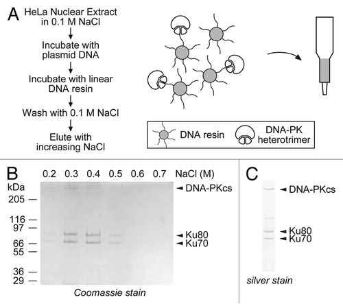 Figure 2. Isolation of native DNA-PK by a single-step DNA-affinity purification method. (A) DNA was crosslinked to Sepharose beads and used to extract DNA-PK, which preferentially binds to free DNA ends. (B) Nuclear extracts from 4 L of HeLa cells were pre-incubated with circular plasmid DNA to bind non-specific DNA binding proteins. The extract was then passed through the crosslinked beads, the unbound proteins were washed off, and the bound proteins were eluted by increasing salt step gradient. The eluted proteins were analyzed by SDS-PAGE followed by Coomassie staining. (C) A scaled-down purification was performed with nuclear extracts prepared from a single 15 cm dish. The peak fraction from the salt gradient was analyzed by SDS-PAGE followed by silver staining.