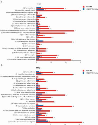 Figure 6. COG/KOG functional classification distribution maps of DEPS in BSR-T7/5 cells infected with rSS1GFP and rSS1GFP-M/NLSm at 12 hpi (a) and 24 hpi (b), respectively. A total of 24 groups of DEPs were clustered based on orthologous groups.