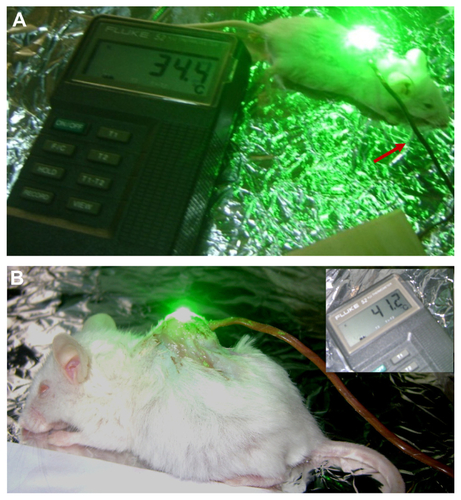 Figure S2 (A) Photograph of mouse with subcutaneous Ehrlich carcinoma tumor injected with colloidal gold nanosphere solution, and subjected to green diode laser. An interstitial probe was inserted into the tumor for measuring interstitial temperature (red arrow). The digital thermometer reading was 34.4°C within the first 2 minutes of exposure. (B) Photograph of mouse with subcutaneous Ehrlich carcinoma tumor injected with gold nanospheres and subjected to green diode laser. An interstitial probe was inserted into the tumor for measuring temperature. Maximum temperature was achieved after 5 minutes of radiation, as shown in inset.