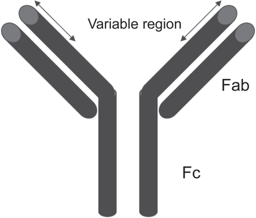 Figure 1 Antibody structure.