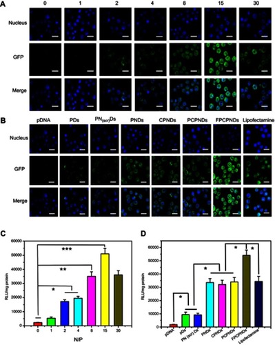 Figure 7 In vitro transfection and expression of GFP was analyzed by LSCM and luciferase activity in 4T1 cells. (A, C) FPCPNDs at different N/P ratios for 24 hrs. (B, D) Different complexes at an N/P ratio of 15 for 24 hrs. Results were expressed as mean ± SD (n=3). *P<0.05, **P<0.01, and ***P<0.001. Scale bars =40 µm.Abbreviations: FPCPNDs, FA-PEG-CCTS/PEI/NLS/pDNA; PND, PEI/NLS/pDNA; PDs, PEI/pDNA; PCPNDs, PEG-CCTS/PEI/NLS/pDNA; CPNDs, CCTS/PEI/NLS/pDNA; FA, folate acid; PEG, polyethylene glycol; CCTS, carboxylated chitosan; PEI, polyethyleneimine; NLS, nuclear localization sequences; GFP, green fluorescence protein; LSCM, laser scan confocal microscope.