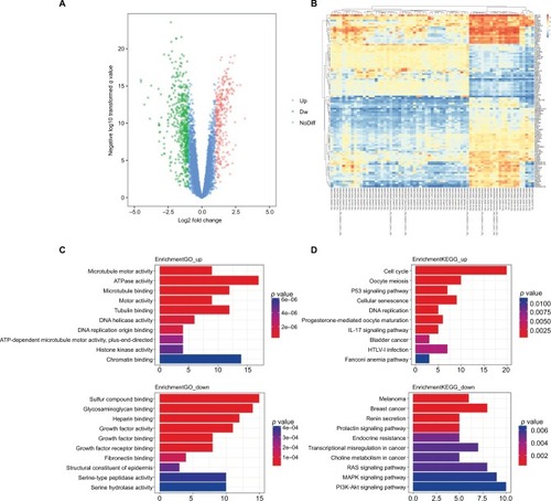 Figure 1 DEGs identified in GSE29570 and GSE89657.Notes: (A) Volcano map of differently expressed genes between cervical cancer tissues and normal cervical tissues. (B) Heatmap of the top 100 DEGs according to the value of |logFC|. (C) The top 20 GO terms in the enrichment analysis of the upregulated and downregulated genes. (D) The top 20 KEGG pathways in the enrichment analysis of upregulated and downregulated genes.Abbreviations: DEG, differentially expressed genes; GO, Gene Ontology; HTLV-I, human T-cell leukemia virus type 1; KEGG, Kyoto Encyclopedia of Genes and Genomes ; Dw, down; NoDiff, no significant difference.