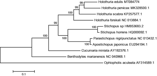 Figure 1. Phylogenetic tree of H.edilus and related species based on maximum likelihood (ML) method with Ophiopholis aculeata as an outgroup.