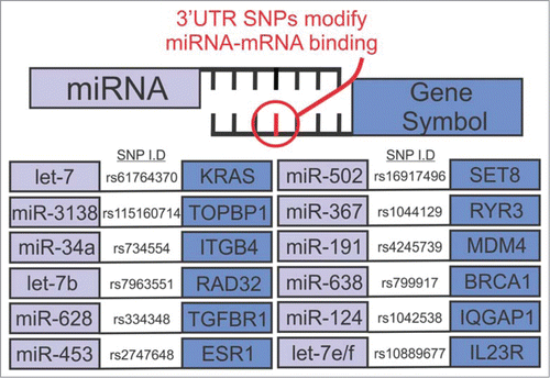 Figure 1. Summary of breast cancer associated SNPs at putative miRNA binding sites; adapted from Cipollini et al.Citation5