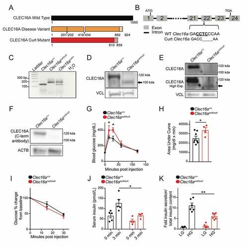 Figure 2. The CLEC16A C terminus maintains glucose homeostasis and β-cell function. (A) Schematic of the CLEC16Acurt protein and human CLEC16A disease variant. Shaded region represents sequence differing from full-length mouse CLEC16A. (B) Schematic of Clec16a locus, highlighting the 4-bp deletion within exon 22 of Clec16acurt mice. The MnlI recognition sequence is underlined. (C) Representative image of MnlI restriction digest following PCR amplification of genomic DNA containing Clec16a exon 22 as visualized by agarose gel electrophoresis. The Clec16acurt mutation eliminates the MnlI digestion site. n = 4/group. (D) Representative image of CLEC16A protein levels determined by WB in Clec16a+/+ and Clec16acurt/curt MEFs utilizing CLEC16A antisera raised against an internal CLEC16A peptide. n = 3/group. (E) Representative image of CLEC16A protein levels in Clec16a+/+ and Clec16acurt/curt isolated islets utilizing CLEC16A antisera raised against an internal CLEC16A peptide. n = 3/group. (F) Representative image of CLEC16A protein levels determined by WB in Clec16a+/+ and Clec16acurt/curt MEFs utilizing CLEC16A antisera raised against a C-terminal CLEC16A peptide. ACTB serves as loading control. n = 3/group. (G) Blood glucose concentrations measured during an intraperitoneal glucose tolerance test (IPGTT) of 16-week-old Clec16a+/+ and Clec16acurt/curt littermates. n = 8 Clec16a+/+, n = 4 Clec16acurt/curt. (H) Area under curve from IPGTT in Figure 2G. (I) Blood glucose concentrations during insulin tolerance test of 9-week-old Clec16a+/+ and Clec16acurt/curt littermates. n = 3–4/group. (J) Serum insulin measured during in vivo glucose-stimulated insulin release in 11-week-old Clec16a+/+ and Clec16acurt/curt littermates. n = 4–5/group. (K) Fold glucose-stimulated insulin secretion following static incubations in 1.67 mM and 16.7 mM glucose in isolated Clec16a+/+ and Clec16acurt/curt islets from 11-week-old littermates. n = 6/group. *p < 0.05 **p < 0.01.