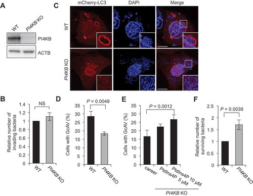 Figure 7. PI4KB is required for autophagy against GAS. (a) Immunoblot analysis of PI4KB knockout (KO) in HeLa cells. (b) HeLa WT or PI4KB KO cells were infected with GAS for 1 and 2 h. The number of invading bacteria was measured in the GAS viability assay. (c and d) HeLa wild-type (WT) and PI4KB-knockout (KO) cells were transfected with mCherry-LC3 and infected with GAS for 4 h. Representative confocal images (c) and quantification of GcAV-positive cells (d). Data are the mean ± SD of 3 independent experiments (> 200 cells were analyzed per condition). Bars: 10 μm. (e) HeLa WT or PI4KB KO cells were infected with GAS for 2 and 6 h. The number of surviving bacteria was measured in the GAS viability assay. Data in (b), (c), and (d) are the mean ± SD of 3 independent experiments.