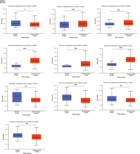 Figure 2 Gene alteration of KNL1 in pan-cancer. (A) The gene alteration profile of KNL1 in pan-cancer of 2922 samples. (B) The relation between mRNA expression levels and mutations in pan-cancer. (C) The relation between mRNA expression levels and consensus putative gene level copy-number calls in pan-cancer of 1210 samples. (D) The TMB of the KNL1 gene-altered group was higher than the unaltered group in pan-cancer. (E) Mutation sites of KNL1 and changes in amino acids. Different changes are shown on the gene’s domain structure as lollipops. How many changes are found at an amino acid is shown by the height of the lollipop. (F) Frequency of alteration of KNL1 in the detailed cancer types. (G) The promoter methylation level of KNL1 in 10 cancers with a significant statistical difference. The boxplot above represents the beta value for a CpG probe located 1500bp upstream of the gene start site. ns, p≥0.05; *p< 0.05; **p<0.01; ***p<0.001.