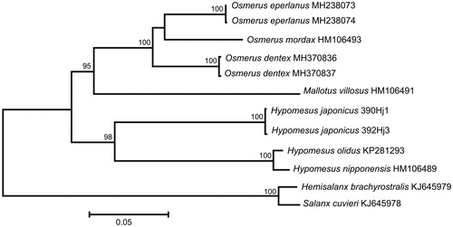 Figure 1. Maximum likelihood tree for the surf smelt Hypomesus japonicus specimens 390Hj1 and 392Hj3, and GenBank representatives of the order Osmeriformes. The tree is based on the General Time Reversible+ gamma+ invariant sites (GTR + G+I) model of nucleotide substitution. The numbers at the nodes are bootstrap percent probability values based on 1000 replications (values below 75% are omitted).