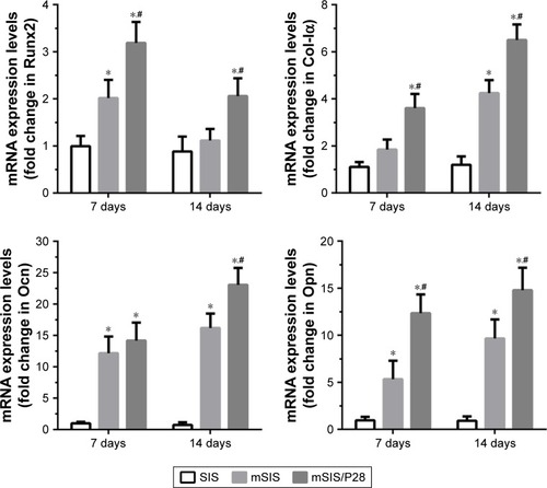 Figure 8 Time course changes in mRNA expression of osteogenic markers, such as Runx2, Col-Iα, Ocn, and Opn, in rBMSCs-OVX cells cultured on SIS, mSIS, and mSIS/P28 membranes for 7 and 14 days.Note: Statistical significance is indicated by *p<0.05 compared to pure SIS group and #p<0.05 compared to mSIS group.Abbreviations: mSIS, mineralized SIS; OVX, ovariectomy; rBMSCs-OVX, bone marrow stromal stem cells from ovariectomized rats; SIS, small intestinal submucosa.