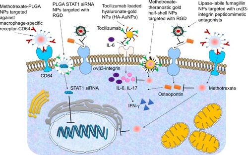 Figure 3 Targeted nanoparticle (NP) approach in rheumatoid arthritis.Notes: Diagrammatic representation of key targeted NP approaches in treatment of rheumatoid arthritis. The NPs used so far include poly(lactic-co-glycolic acid) (PLGA) NPs targeted with antibody against macrophage-specific receptor-CD64, lipase-labile fumagillin (Fum-PD) was achieved using perfluorocarbon targeted with αvβ3-integrin peptidomimetic antagonists, tocilizumab (TCZ) loaded HA-AuNPs targeted with monoclonal antibody against interleukin-6 (IL-6), Methotrexate (MTX) loaded theranostic gold (Au) half-shell NPs targeted with arginine-glycine-aspartate (RGD) peptides and PLGA NPs targeted with RGD peptides for STAT1 siRNA delivery.