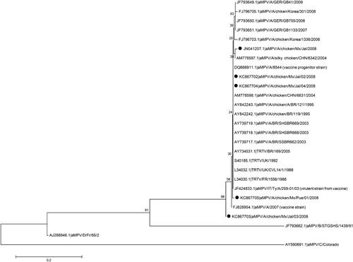 Figure 3. Molecular phylogenetic analysis by the neighbour-joining method among aMPV G gene nucleotide sequences from Mexico (•), Brazil, China, Korea, France, the UK, Germany and the USA. Sequences include subtypes A, B, C, and D of aMPV. The name indicates the GenBank accession number and subtype, geographic origin, isolate number and year of isolation. The analysis involved 21 nucleotide sequences. Evolutionary analyses were conducted in MEGA5 (Tamura et al., Citation2011).