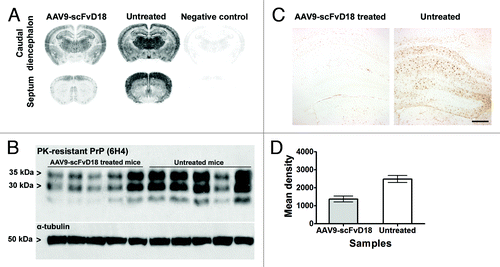 Figure 4. PK-resistant PrPSc deposition in scrapie infected mice at an early stage of disease (166 d.p.i). Histoblots with anti-PrP antibody (6H4) showed lower PK-resistant PrPSc deposition in the brain of AAV9-scFvD18 treated mice than that of untreated animals (A). Western blot analysis (B) with anti-PrP antibody (6H4) of PK-digested brain homogenates from AAV9-scFvD18 treated and untreated mice and the relevant densitometric analysis (D) demonstrate statistically significant lower levels of PK-resistant PrPSc in the brain of AAV9-scFvD18 treated mice (p = 0.005; double tailed, unpaired, t-test). Astrocytic activation (C) parallel the PK-resistant PrPSc deposition, and is much more severe in untrated animals. Scale bar = 20 μm (all microphotographs are at the same magnification).