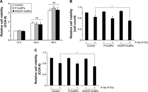 Figure 4 Cytotoxicity and radiosensitivity of RGD/P-AuNPs in cells.Notes: (A) Cytotoxicity of AuNPs in MDA-MB-231 cells was determined by CCK-8. Absorbance at 450 nm was measured using a microplate reader. Columns, mean (n=3), bars, SE. (B) Cell viability of MDA-MB-231 cells treated with or without AuNPs and IR measured 24 h later after IR. The result of viability was quantified by counting the number of MDA-MB-231 cells. Columns, mean (n=3), bars, SE, *P<0.05. (C) Viability of MDA-MB-231 cells treated with or without AuNPs and IR measured at 6 days after IR. Viability was determined using CCK-8. Columns, mean (n=3), bars, SE, *P<0.05.Abbreviations: RGD/P-AuNP, polyethylene-glycolylated gold nanoparticle (P-AuNP) conjugated with Arg–Gly–Asp (RGD) peptides; CCK-8, Cell Counting Kit-8; SE, standard error; IR, ionizing radiation; ns, not significant.