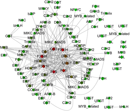 Figure 5. Transcription factor identification and co-expression network analysis.Note: circle indicates a transcription factor, and rhombus indicates genes representing the anthocyanin synthesis pathway.