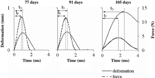 Figure 5 Relationship between force and deformation with respect to impact time of Chok Anan mango. tF = time at maximum force(ms) tD = time at maximum deformation (ms).
