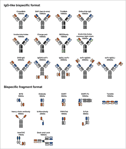 Figure 2. Diverse formats of bispecific antibodies. Heavy chains are shown in dark shades of black, gray, orange or green, while corresponding light chains are in lighter shades of the same colors. Peptide linkers are shown in thin black lines and engineered disulfide bonds by thin green lines. Heavy chain mutations are shown with dark gray triangles. Approximate molecular weights are estimated assuming ∼12.5 kDa per immunoglobulin domains.