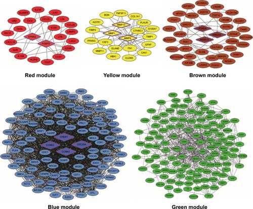 Figure 2 PPI network visualization of modules identifies hub genes.