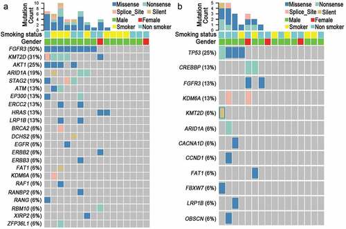 Figure 2. Twenty-nine mutated genes in NMIBC and MIBC tissues assayed by Targeted NGS. (a) Gene mutation frequency in NMIBC. (b) Gene mutation frequency in MIBC. Abbreviations: NMIBC, non-muscle invasive bladder cancer; MIBC, muscle-invasive bladder cancer.