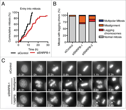 Figure 4. Spliceosome depletion also results in mitotic defects. (A) HeLa H2B-GFP cells were transfected with the indicated siRNAs (1 nM), and live cell imaging was performed starting at 24 h after siRNA transfection. Cumulative frequency of cells entering mitosis during the time lapse is shown. (B) Quantification of the mitotic phenotypes observed in (A). (C) Representative micrographs of the time lapse imaging in (A). Nuclear envelope breakdown (NEBD) is set as time 0 h. Arrow points to a misaligned chromosome. Arrowhead marks a lagging chromosome.