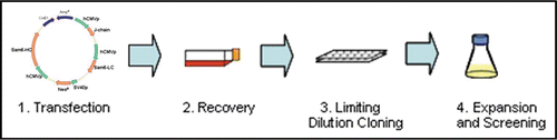 Figure 2 Summary of PER.C6® cell line generation. The expression construct is introduced into serum-free and suspension adapted PER.C6® cells by electroporation. Following a short recovery period, cells are seeded into 96-well plates by limiting dilution, whereupon stable transfectants are selected by survival in the presence of the antibiotic Geneticin®. Following productivity screens in the multi-well plates, candidate cell lines are expanded and cultured in shake flasks. Batch and fed-batch assays were performed on the candidate cell lines to determine Qpmax and volumetric productivity.