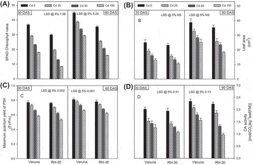 Figure 1. Effect of soil amended cadmium (0, 25, 50 or 100 mg CdCl2 kg−1) induced changes on the (A) SPAD value of chlorophyll, (B) leaf area and (C) maximum quantum yield of PSII (Fv/Fm), (D) CA activity of Varuna and RH-30 varieties of B. juncea L. at 30 and 60 DAS