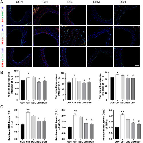 Figure 5. DBD suppressed inflammation in the aortas of CIH mice. (A) Representative immunofluorescence staining images of IL-6, NF-κB, and TNF-α in aortic sections (scale bar = 50 μm). Nuclei are marked in blue, vascular endothelia in green, and target proteins in red. (B) Mean fluorescence intensities of IL-6, NF-κB, and TNF-α. (C) Relative mRNA levels of IL-6, NF-κB, and TNF-α. Data are expressed as the mean ± SEM, n = 3. (*p < 0.05 vs. CON group, **p < 0.01 vs. CON group; #p < 0.05 vs. CIH group).